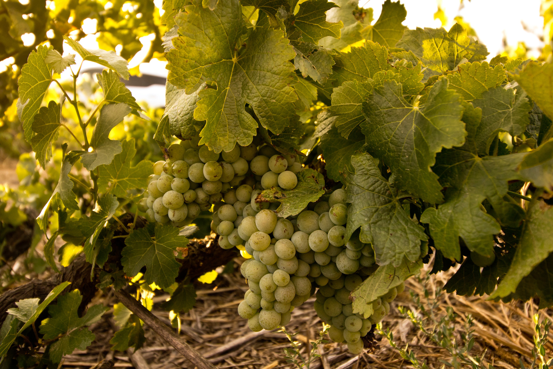 Photo of an old Chenin Blanc vine at Bosman estate in South Africa, with large grape bunches on it.  