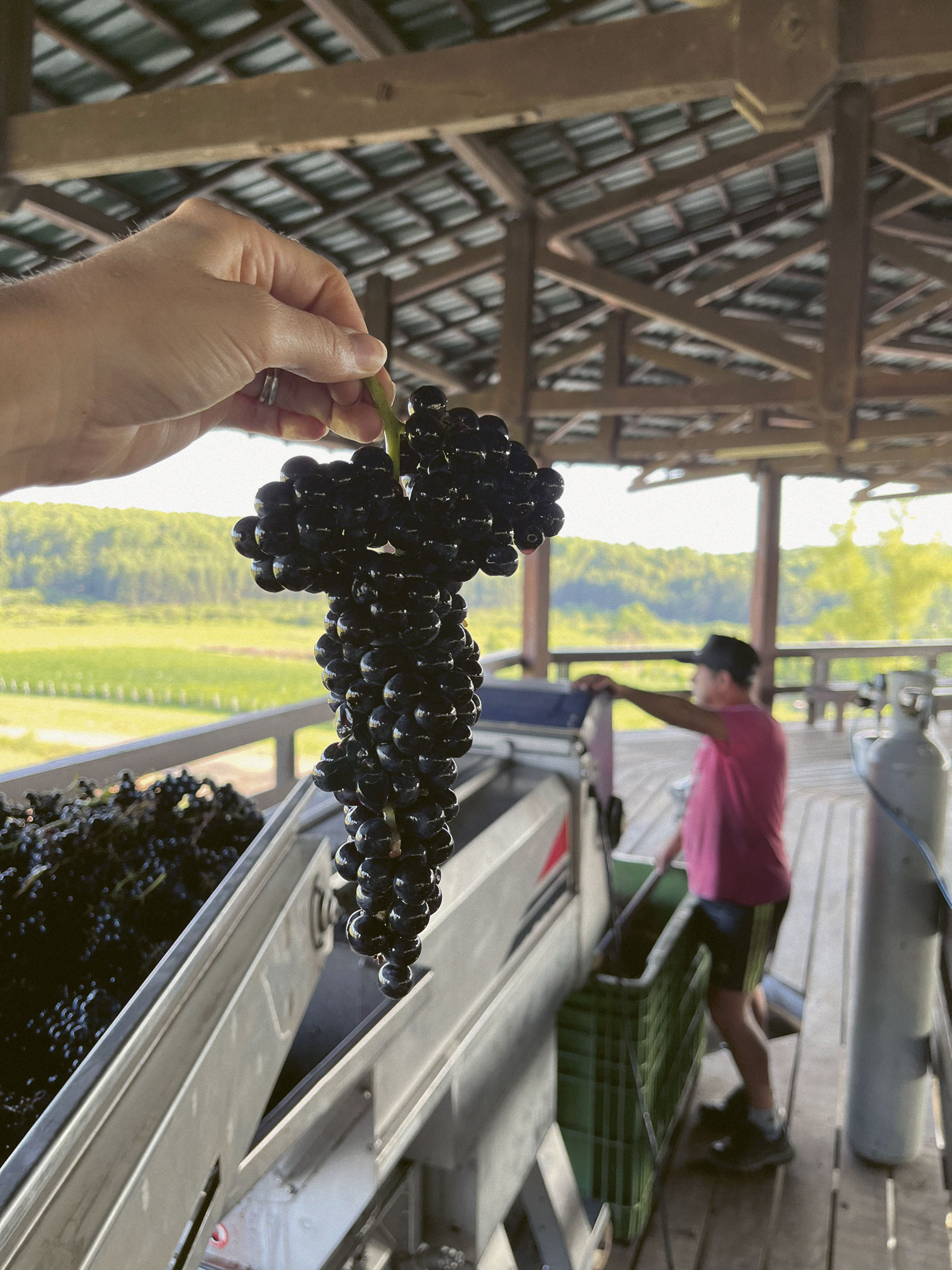 A Manseng Noir grape bunch at Cerro Capeu winery in Uruguay.