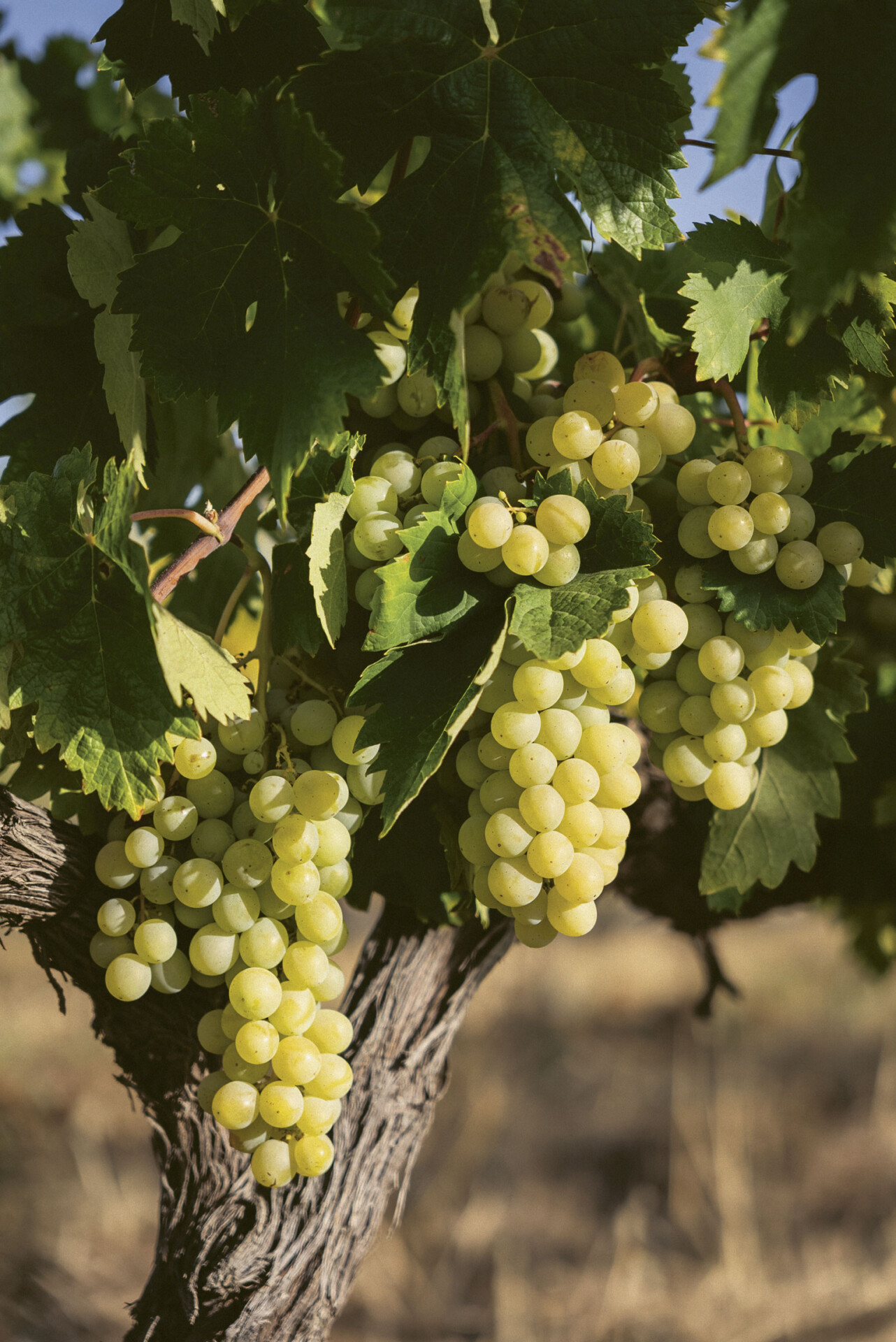 A Sargio vine thriving at Esporão winery in Portugal.