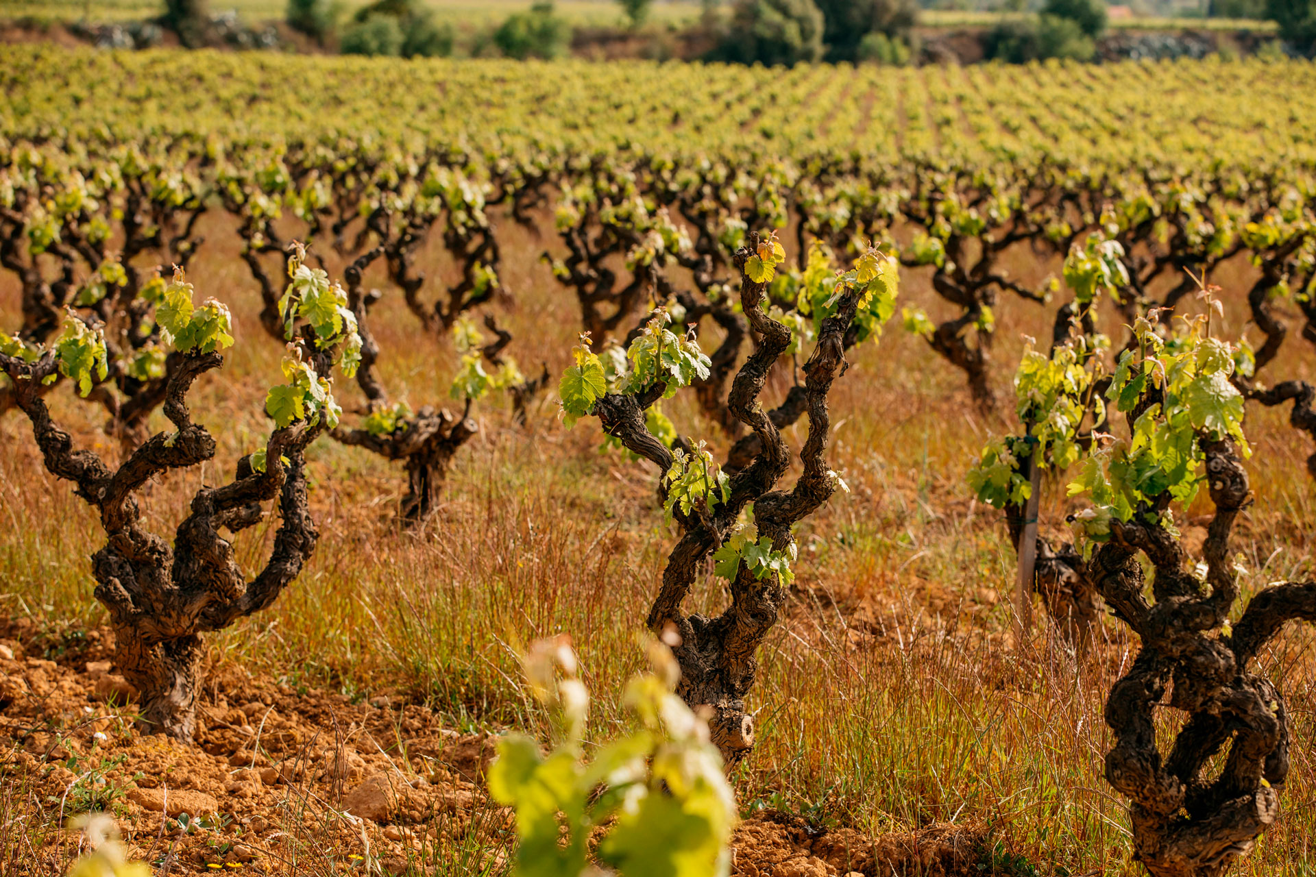 The Castell de la Bleda vineyard, with Moneu vines, at Familia Torres in Penedes, Spain.