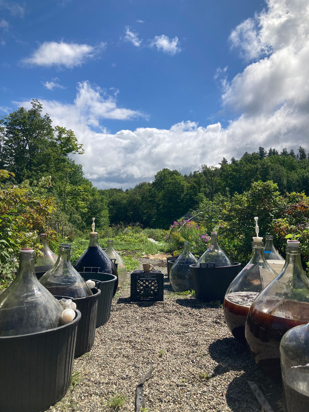 Demijohn glass wine vessels outside amidst trees and nature in the sun.