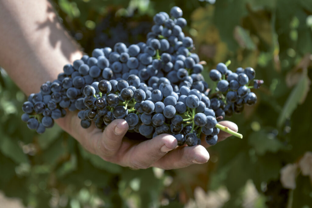 A bunch of Moneu grapes held in hand with vines in the background at Familia Torres in Penedes, Spain.