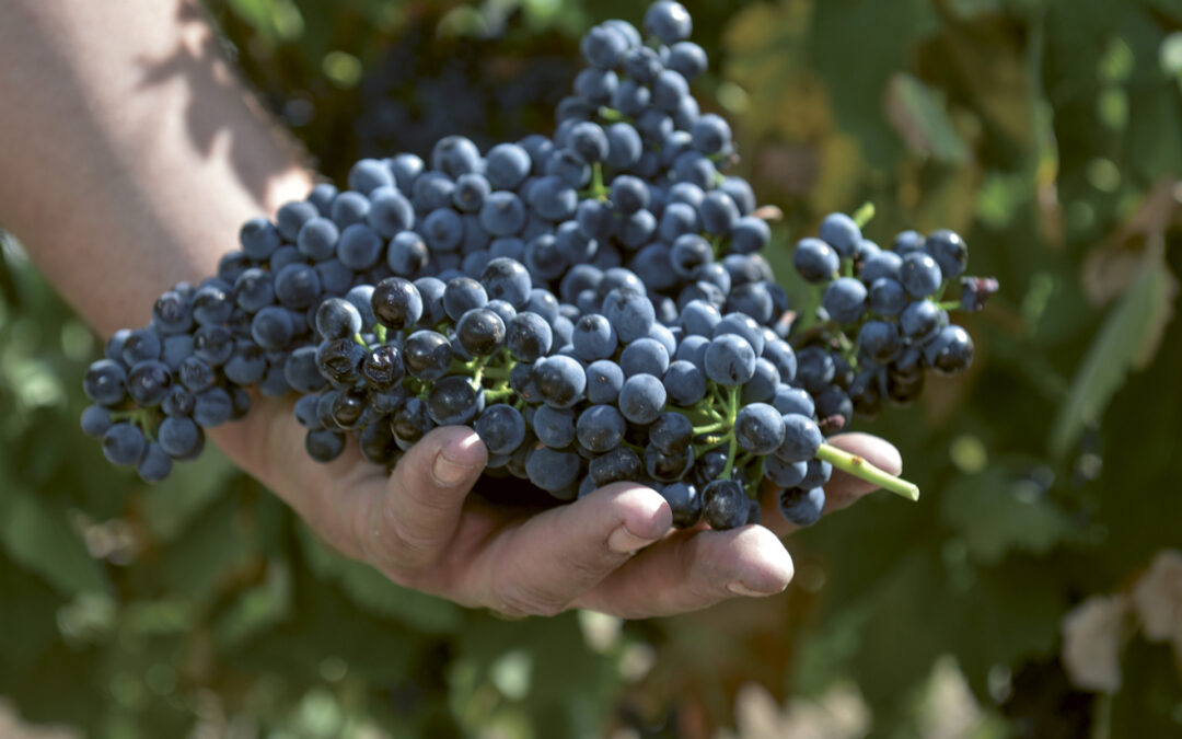 Grape Revivals