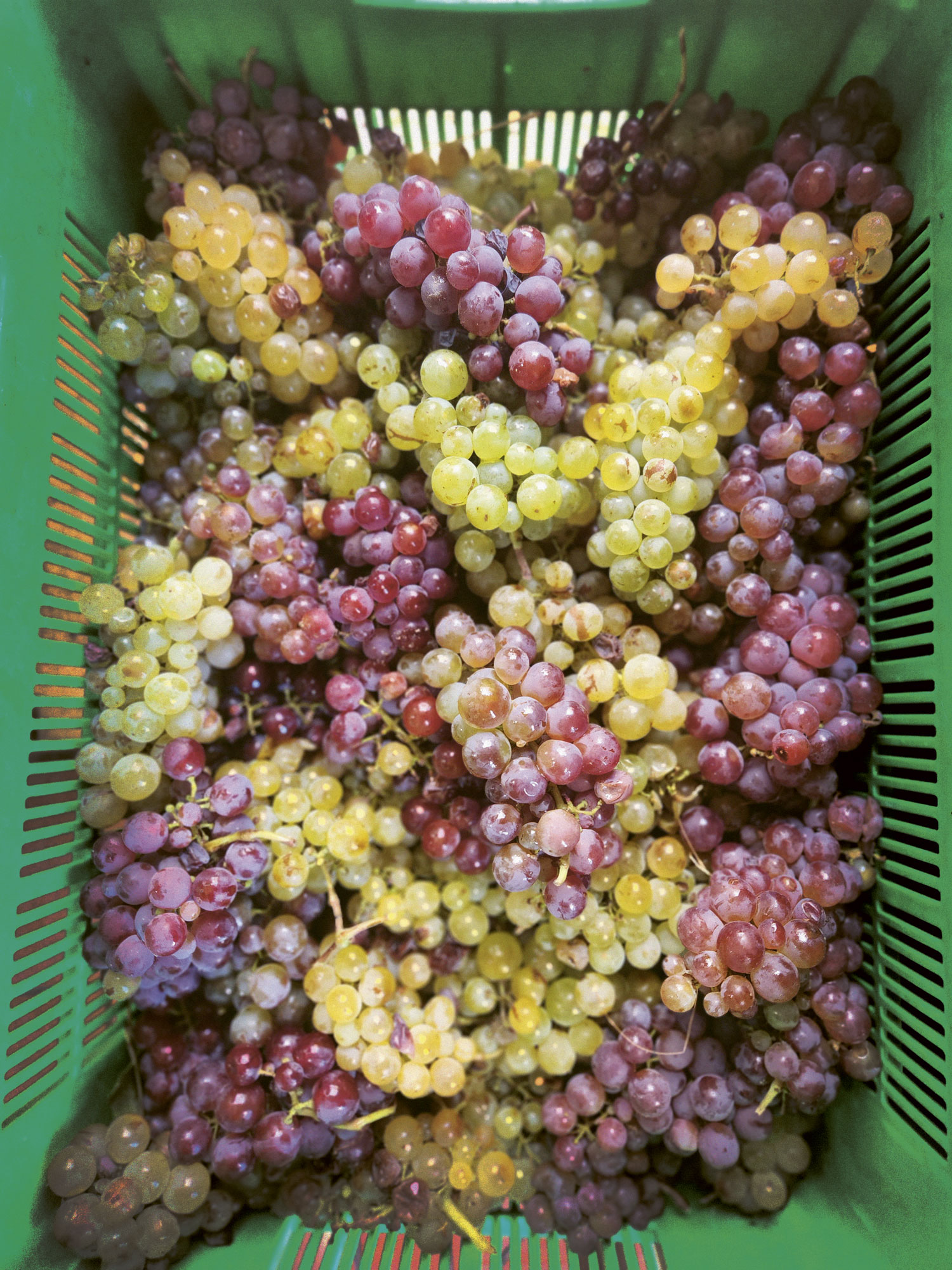 All the colors of Semillon harvested at Mullineux Family Wines in Swartland, South Africa, sitting in a green harvest bin waiting for pressing.