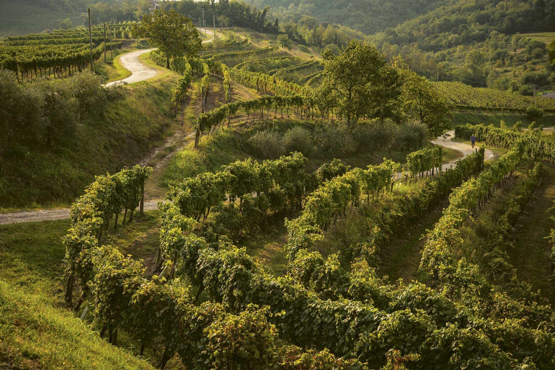 A landscape of the Ronchi vineyards at Torre Rosazza in Friuli, Italy.