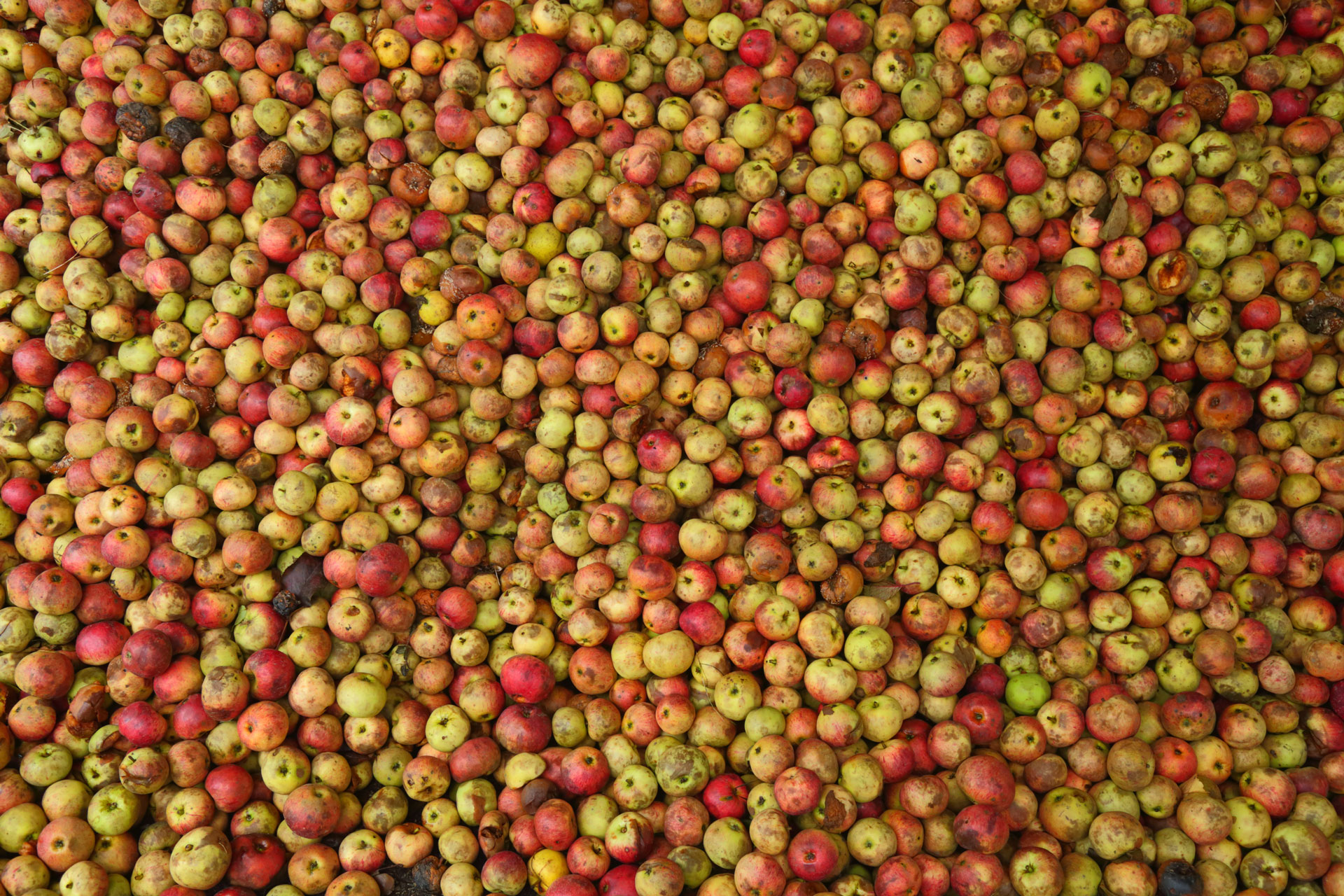 A spread of yellow, green and red apples used to make hard cider.