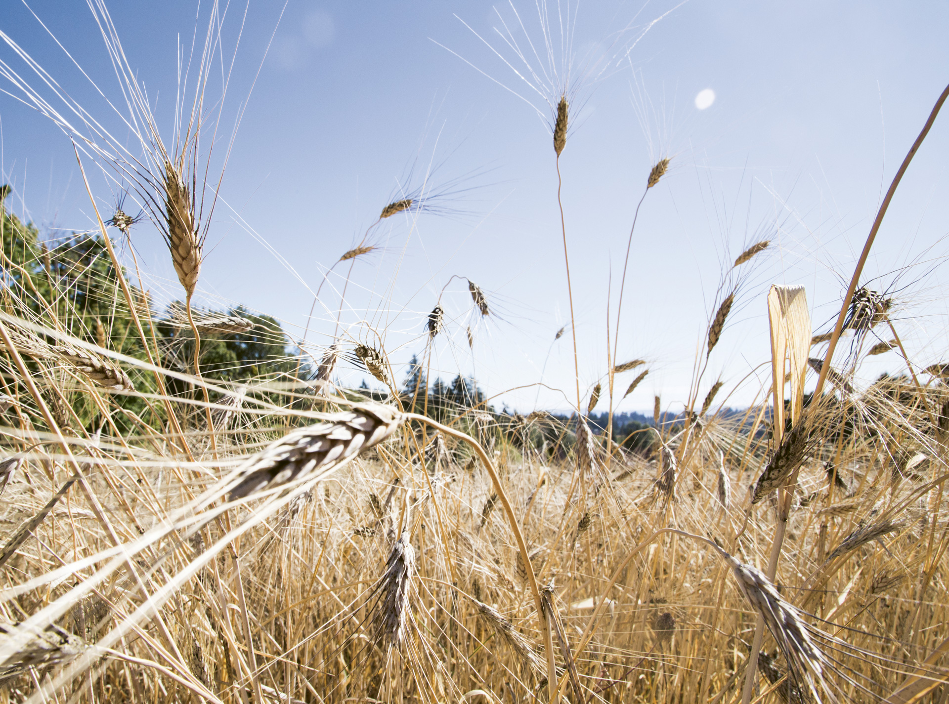A picture of grains in a field, which are Devine Distillery-grown Khorasan wheat, pictured against a blue-sky backdrop.