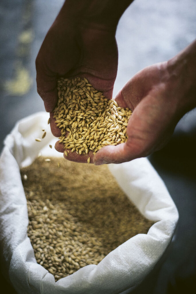Two hands holding barley grains over a large white grain bag