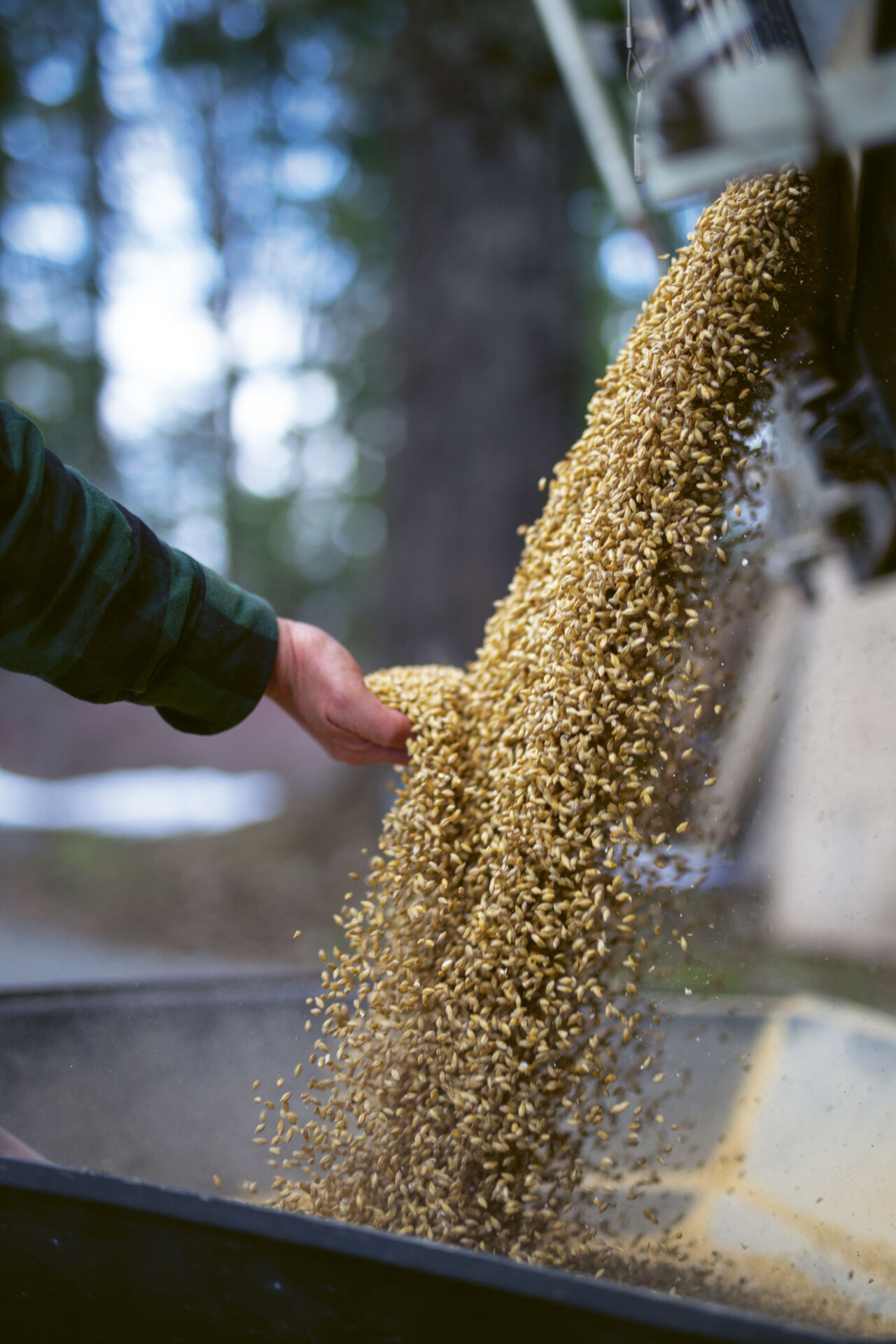 Locally grown and malted barley being loaded into the silo, with a hand entering frame from the left to disrupt the downward grain flow.