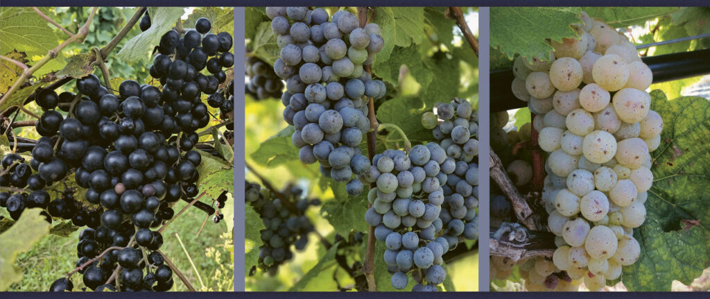 A collage of 3 hybrid grape photographs all grown at Terravox Winery in Missouri
