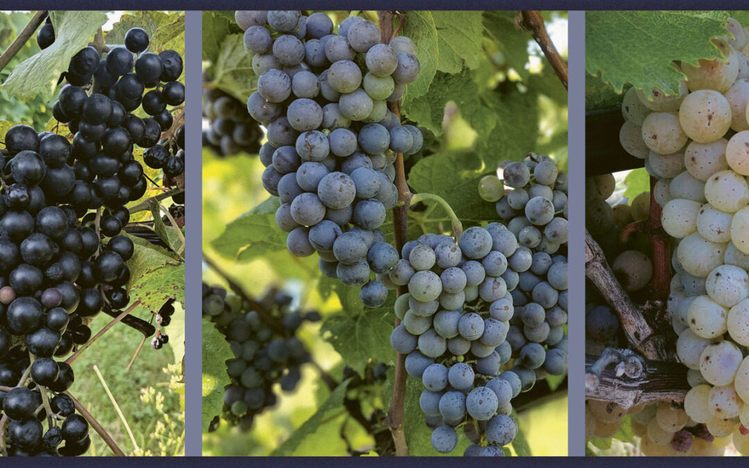 Redefining American Wine
