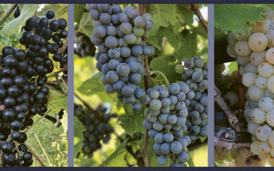 Redefining American Wine