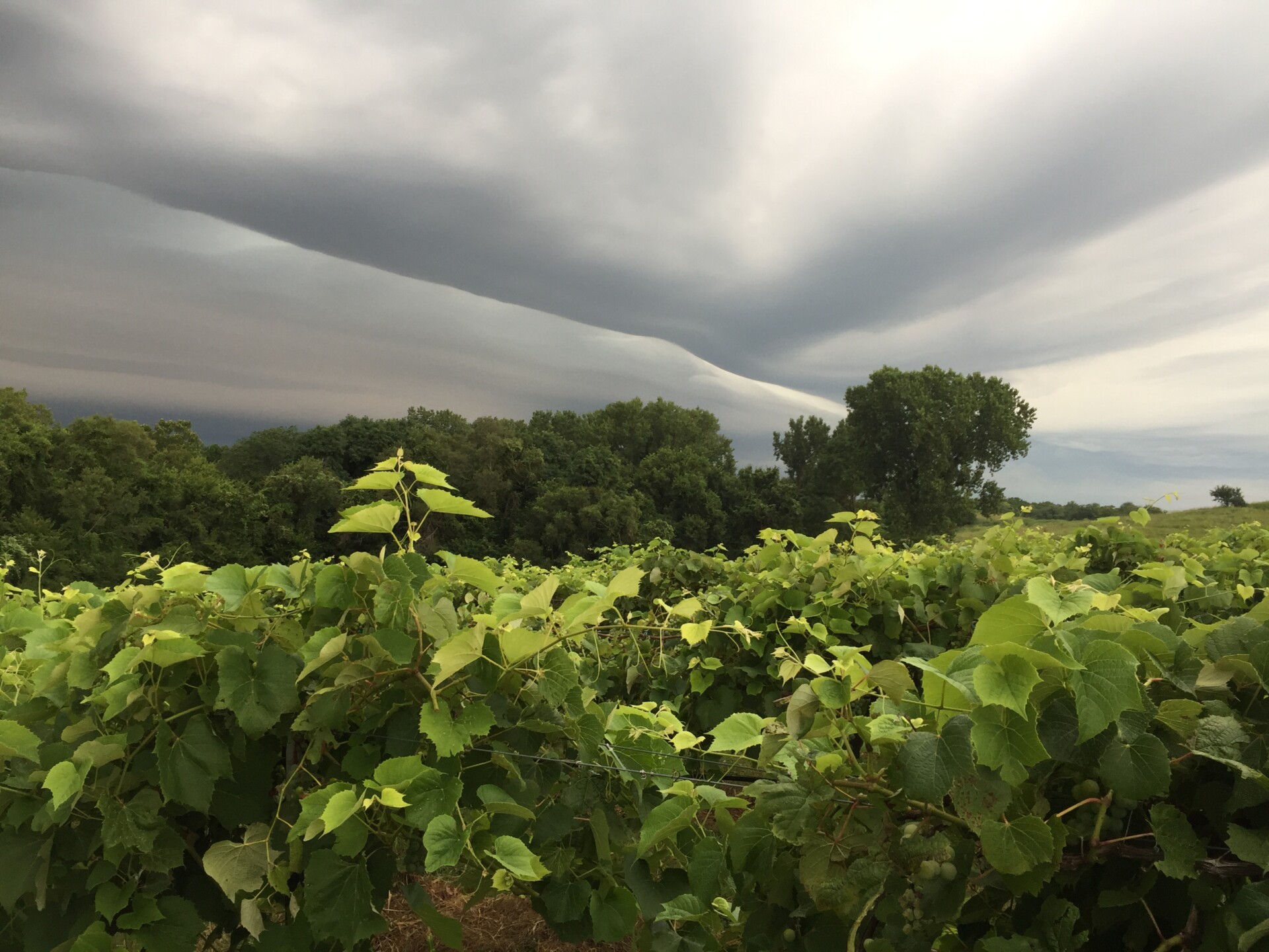 Photo of a cloudy storm front moving in over vineyards at TerraVox Winery in Missouri