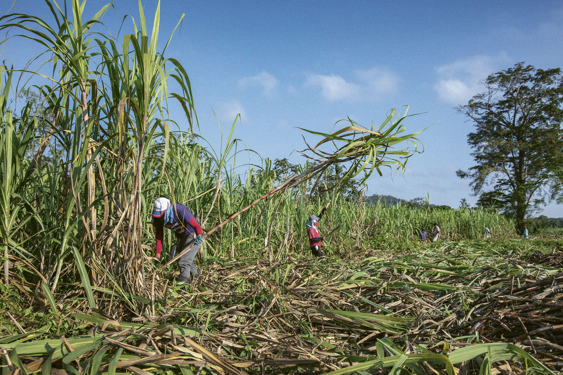 Sugarcane being harvested at Copal Tree Distillery