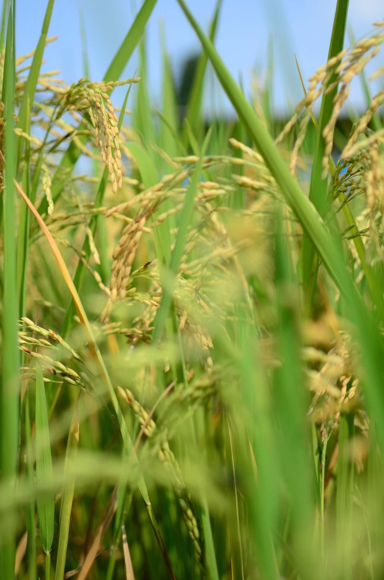 Rice grown around Bombay Duck brewery in India.