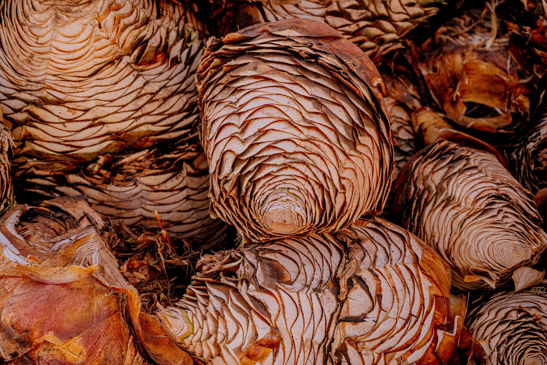 Desert spoon hearts in a pile getting ready for distillation in Mexico.
