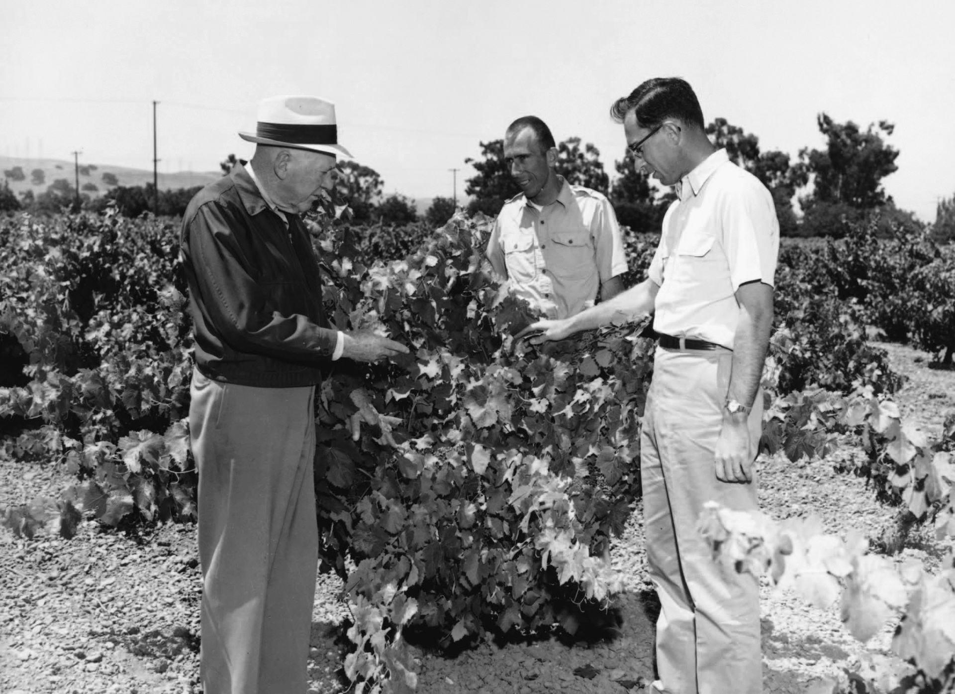 Black and white photograph of Joe, Jim and Joe Concannon Jr. in 1963, standing outside around a large grapevine