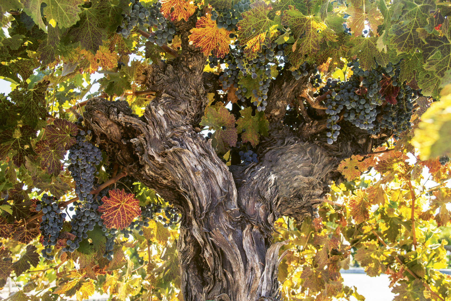 Photograph of Mother Vine Cabernet Sauvignon at Concannon Vineyard