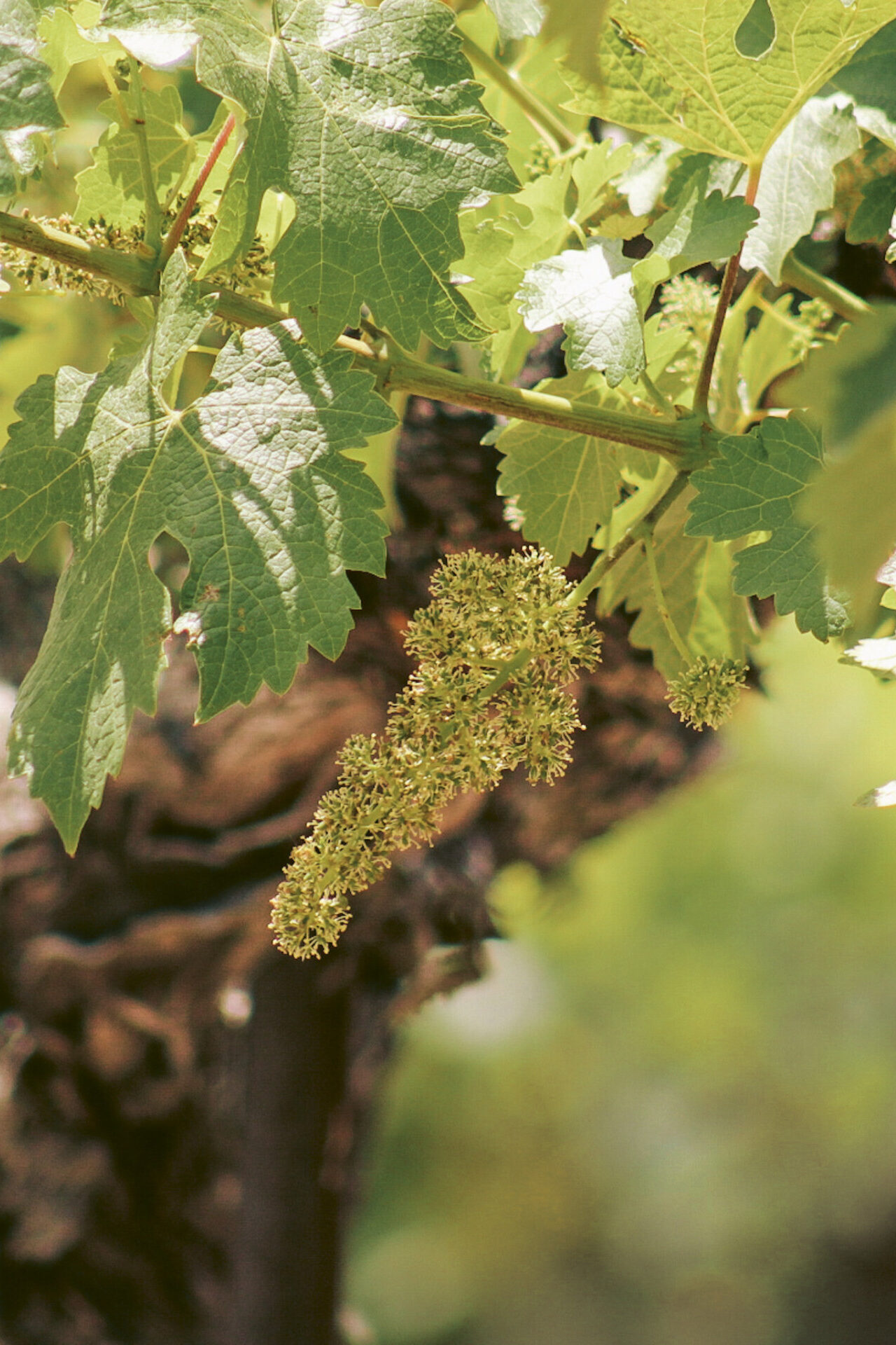 Photograph of a grapevine flowering at 3 Steves Winery in Livermore Valley, California