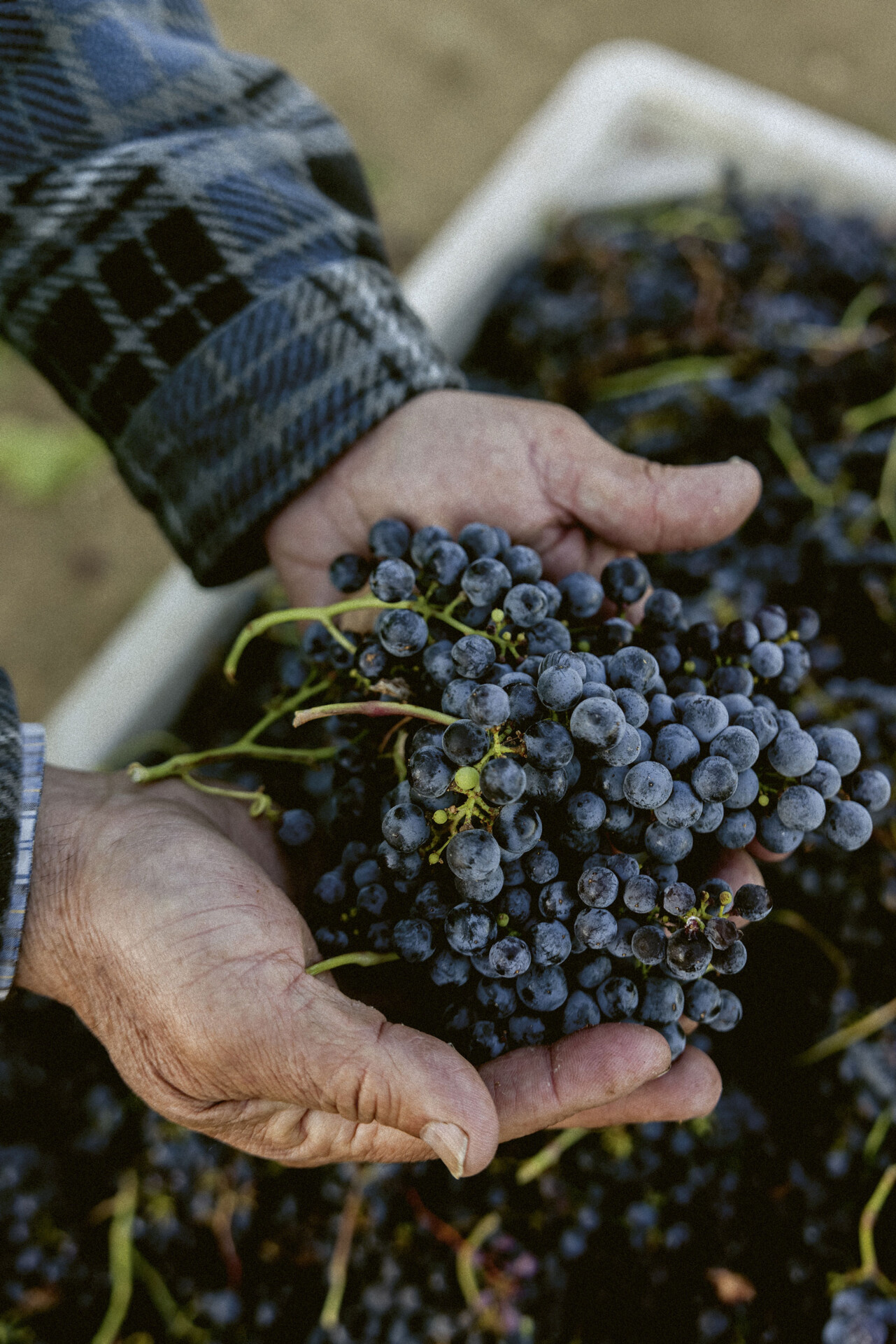 Photograph of harvested Merlot bunches held in hands at Wente Vineyards in Livermore Valley, California