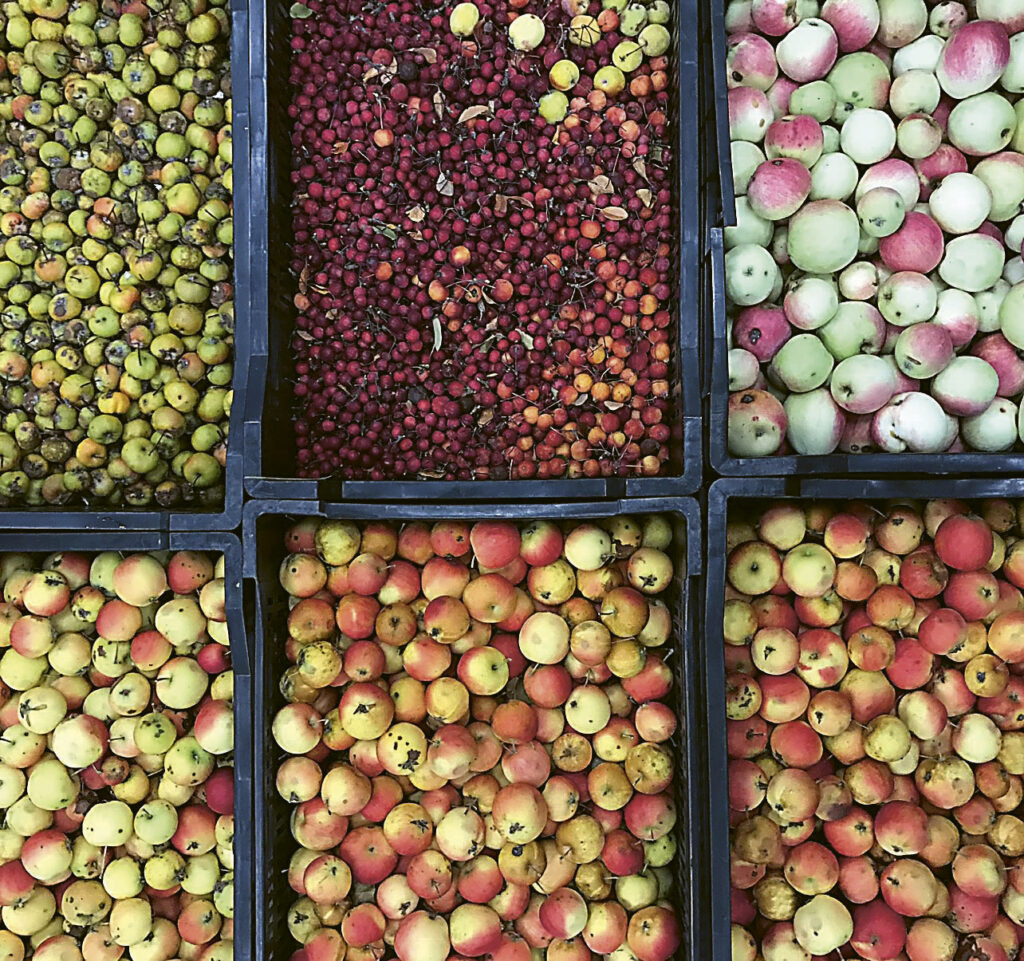 Baskets of foraged fruit, including apples and cherries, at Art+Science Cider
