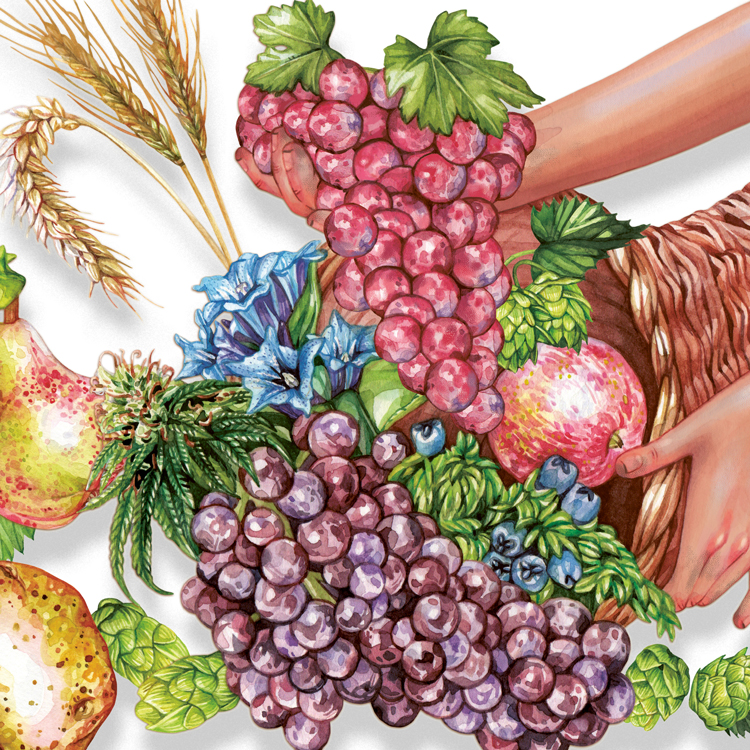 Illustration from the Fall 2024 cover of Full Pour, featuring a cornucopia of beverage-centric ingredients, such as grapes, hops, grains, etc.