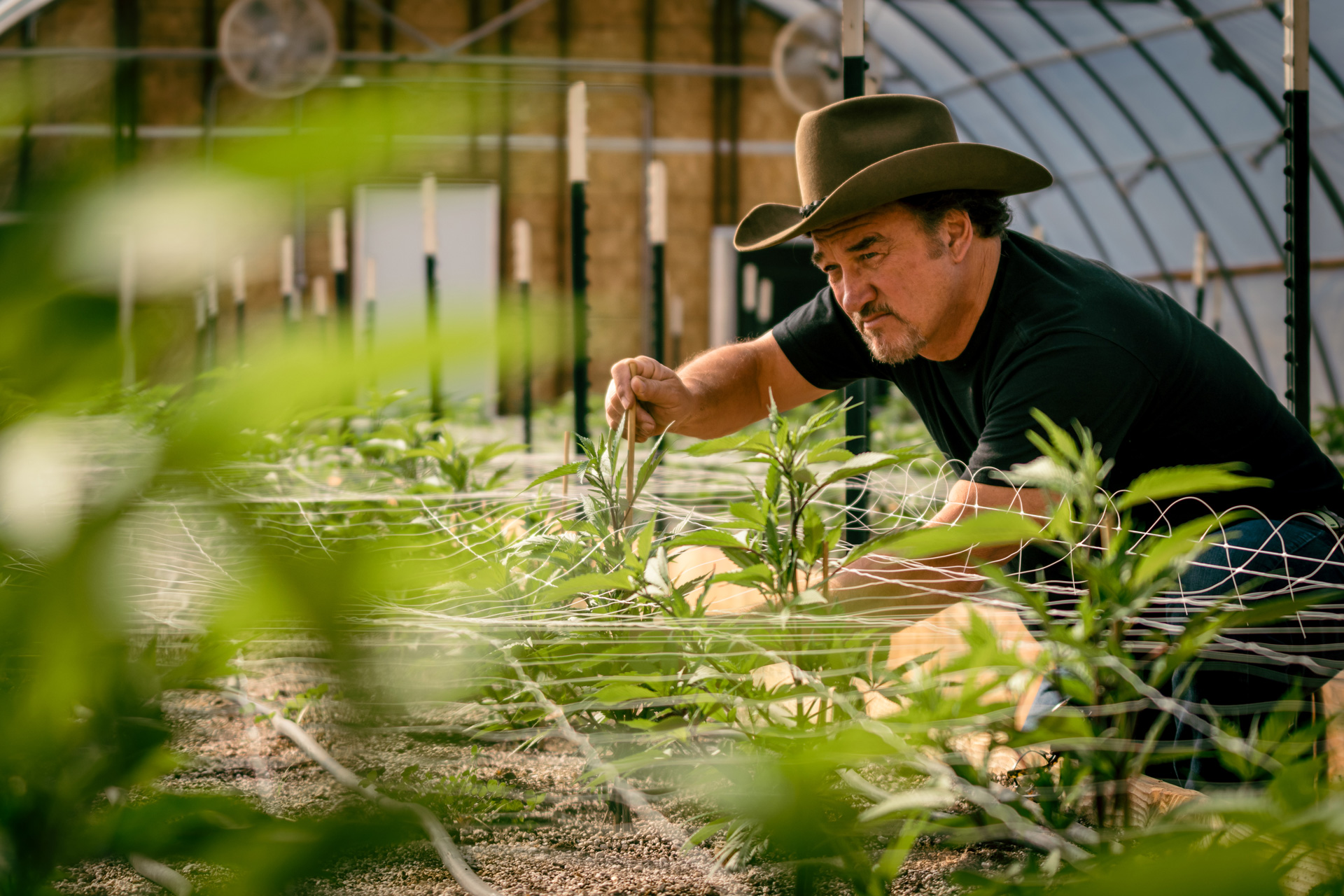 Photograph of Jim Belushi staking a young cannabis plant in a greenhouse