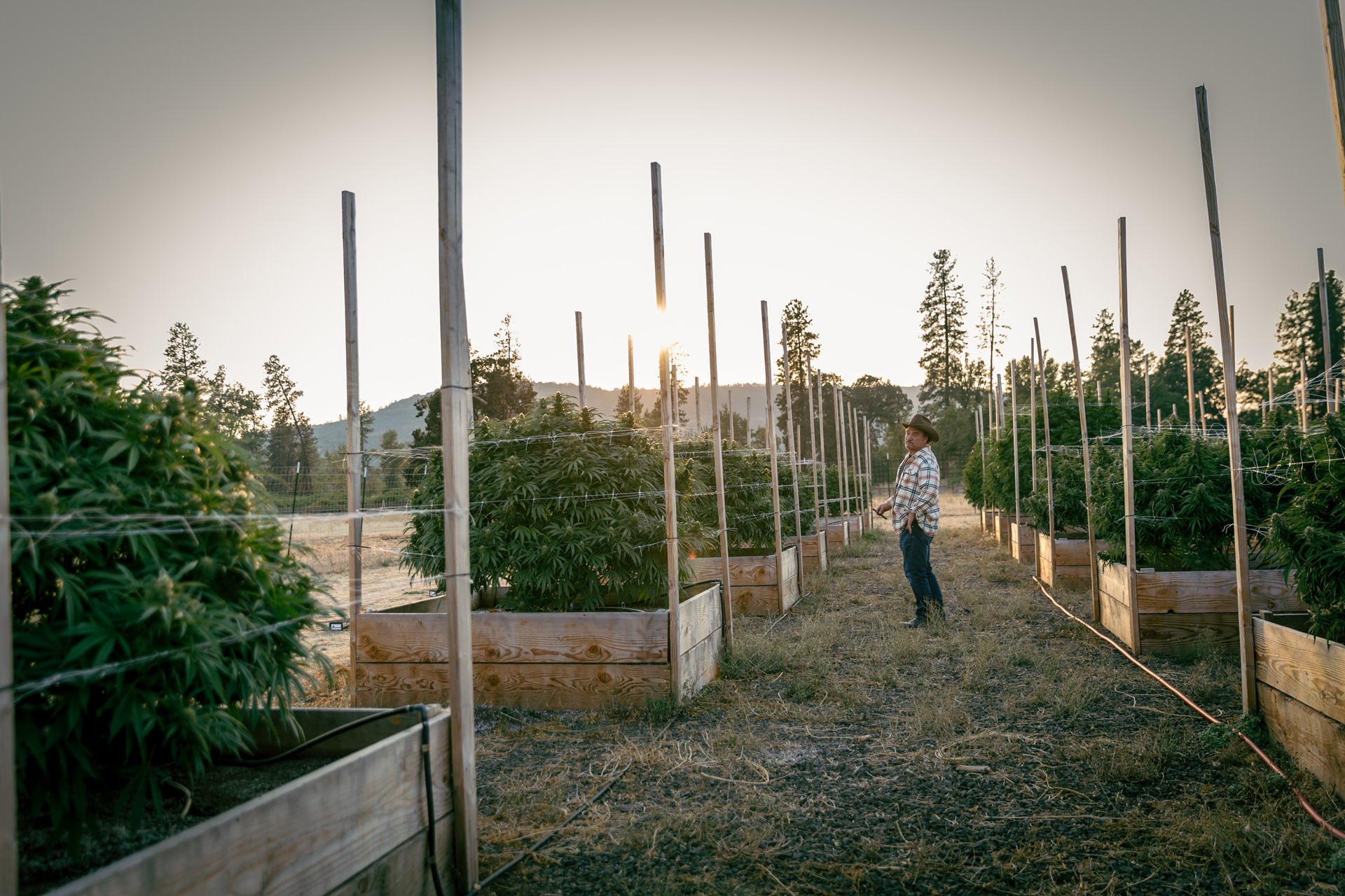 Jim Belushi stands outside at Belushi's Farm in Oregon, surrounded by wood planter boxes that are populated with mature cannabis plants.