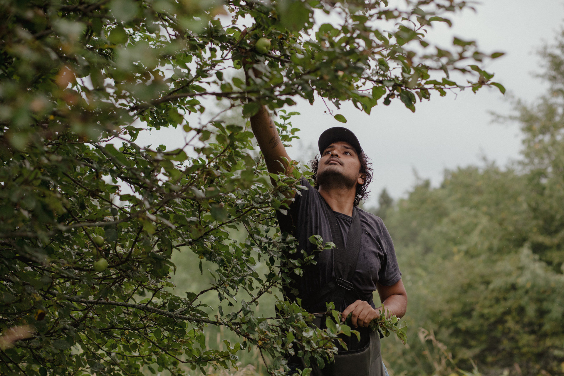 A photograph of Tariq Ahmed picking fruit from a tree