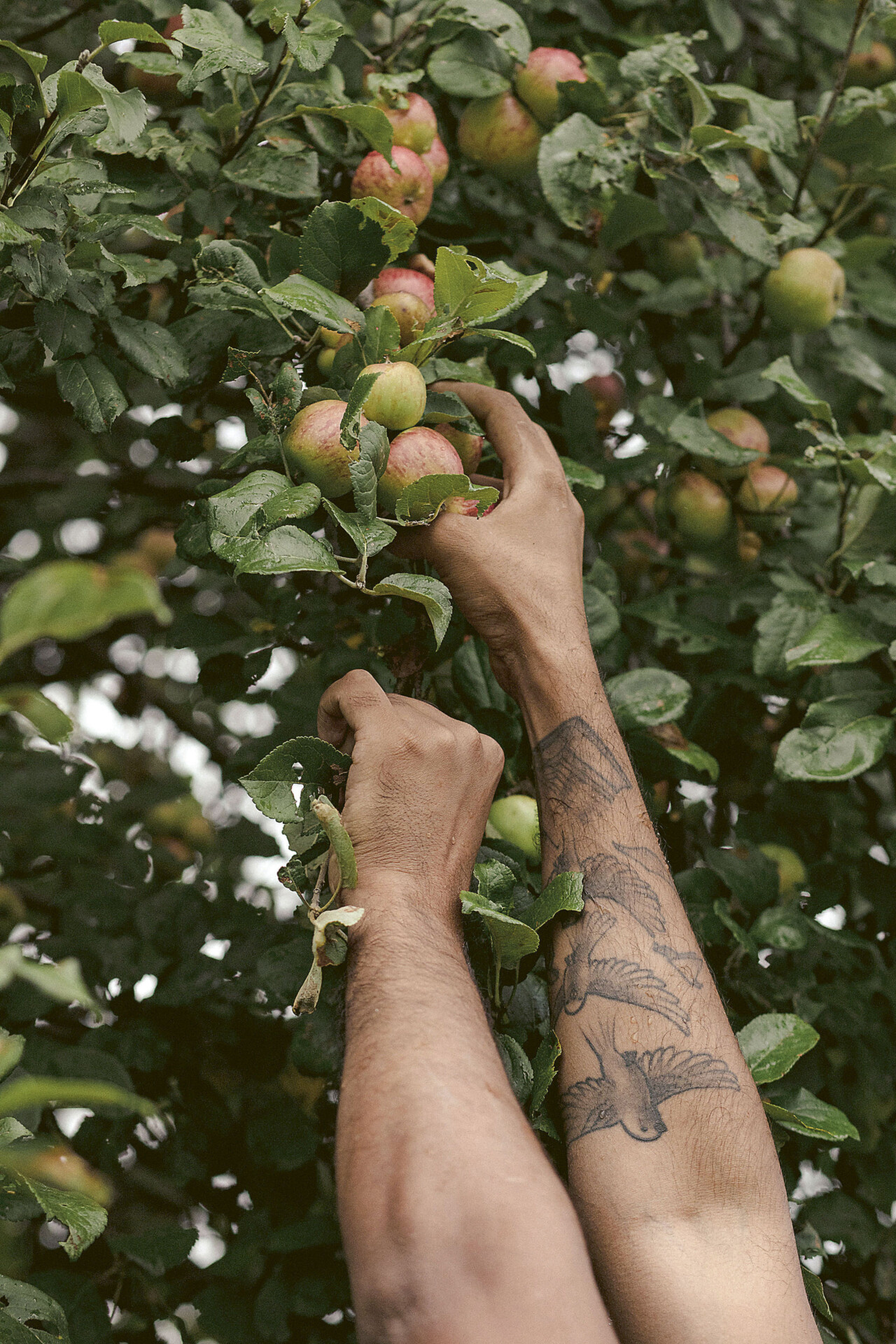 Two hands are reaching into a tree to pick fruit from the branches. The fruit looks to be light pink to green apples.