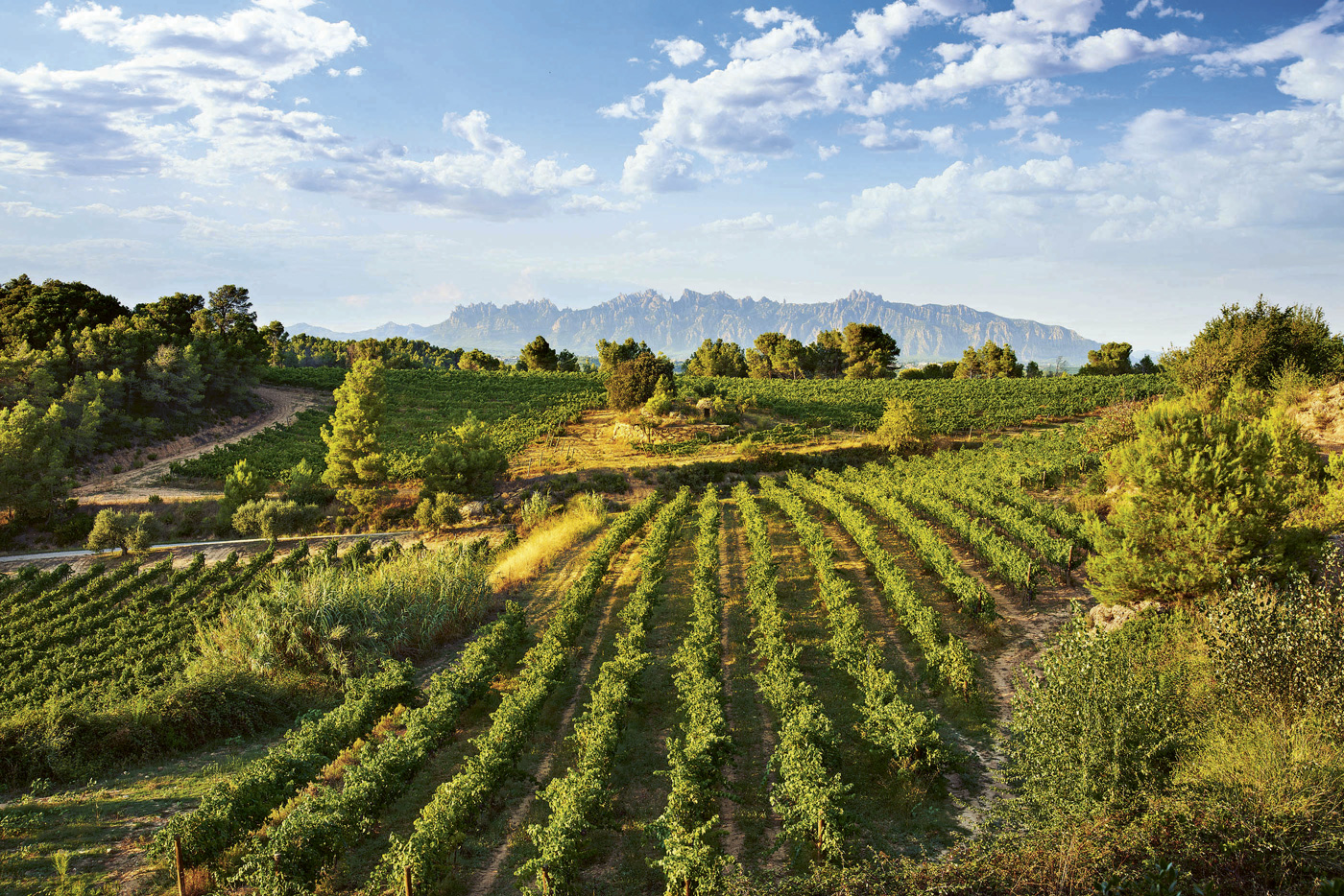 A landscape picture of rows of vineyards in the foreground, with a winery building center and mountains under a blue sky in the background, in Corpinnat, Spain