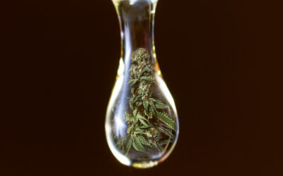 THE CURIOUS CASE OF CANNABINOID CONFUSION