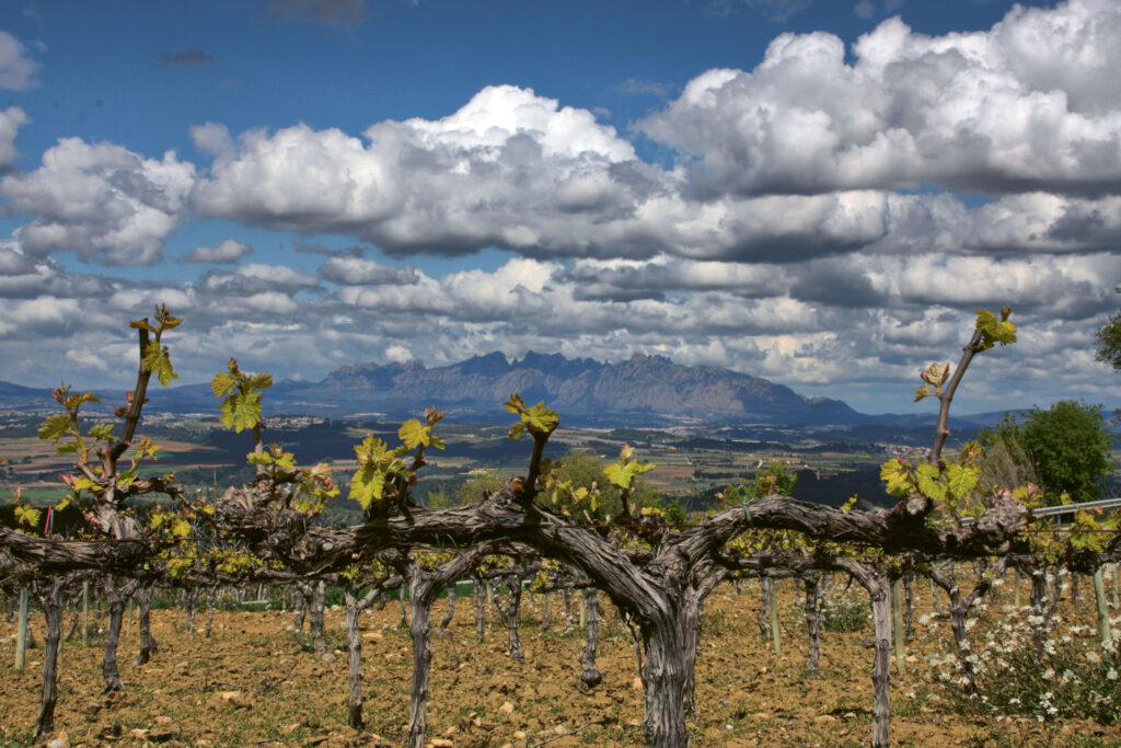 Corpinnat-Hero A panoramic view of vineyards in Corpinnat, Spain