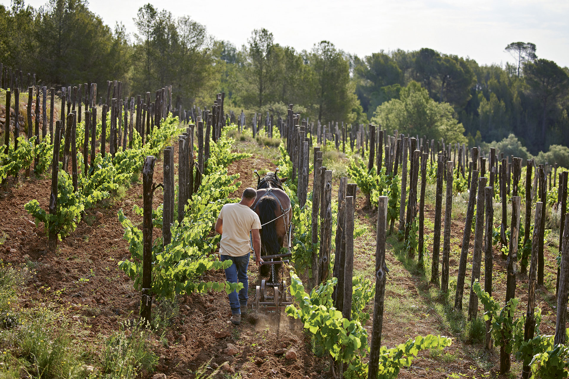 A man and a horse plow between rows of vines in the vineyards of Recaredo in Corpinnat, Spain
