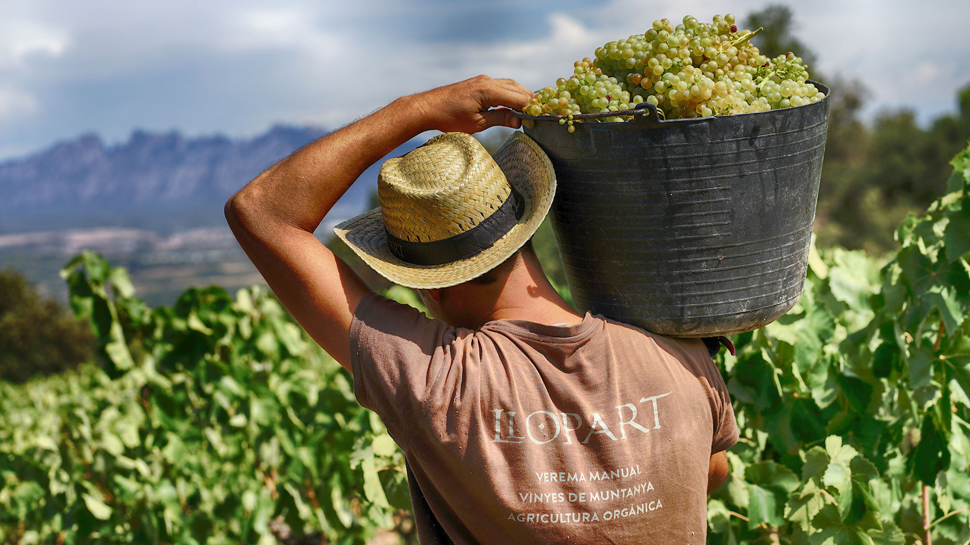 A man holds a baskey full of harvested grapes on his shoulders with views of vineyards and mountains in front of him