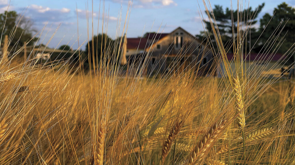 A picture of some heritage grains growing in the foreground with a barn building in the background, from Wheatland Spring Brewery in Virginia.