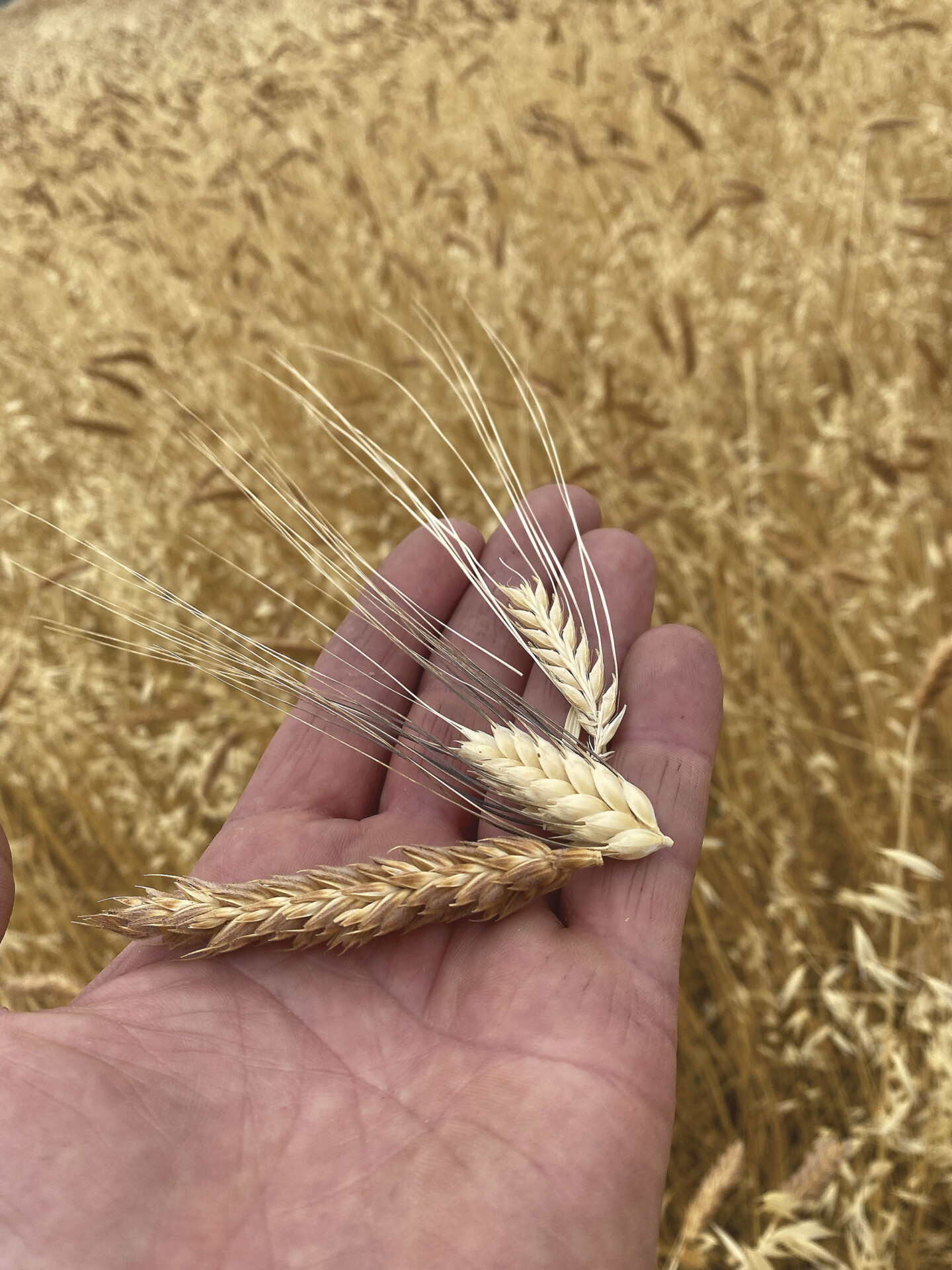 Craft wheat grains in hand at Mad Fritz Brewing in California.