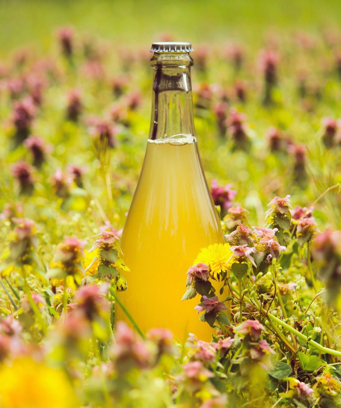 A clear bottle with yellow beer sitting in a field of wild clover and dandelions.