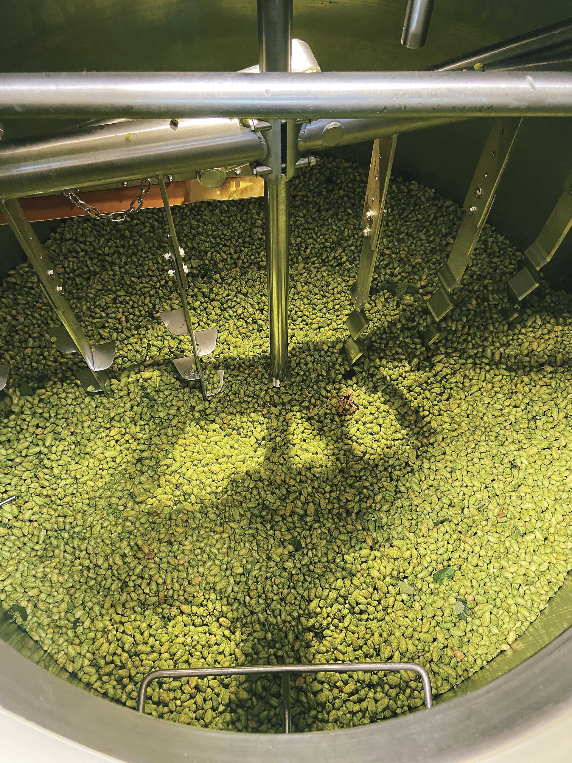 Fresh hops in the brew kettle mix at pFriem Family Brewery in Oregon.