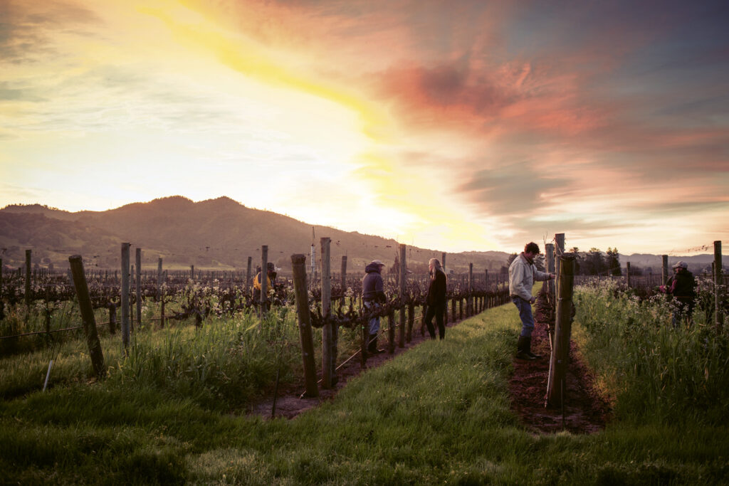 GardenCreek_001-CREDIT-Eric-Wolfinger People in the vines at sunset at Garden Creek Vineyard & Winery