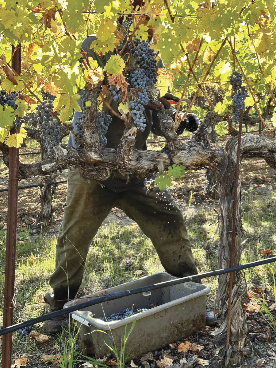 A worker harvesting grapes from the vines at Garden Creek Vineyards
