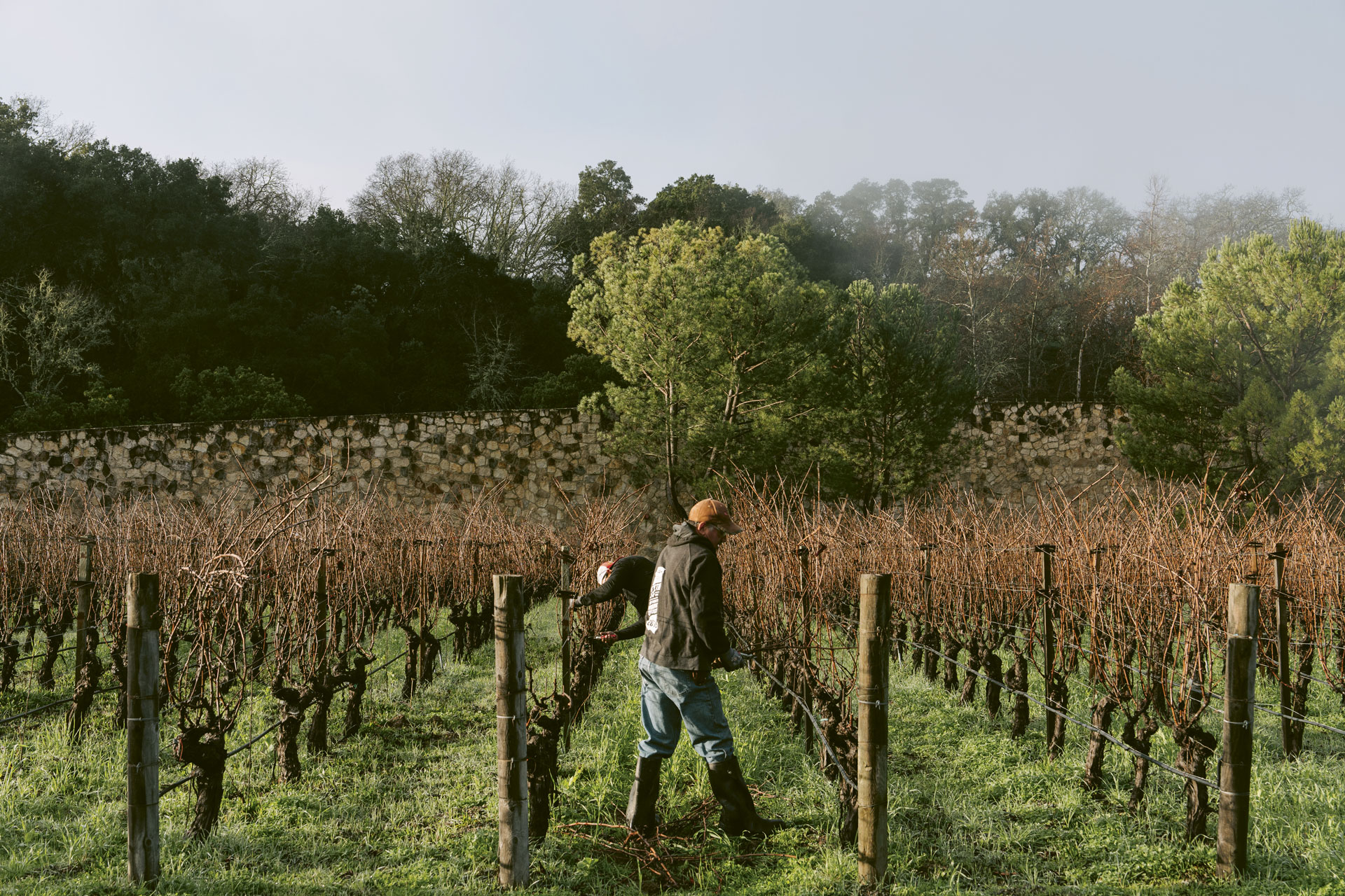 Working the vines at Quintessa Winery in Napa, California