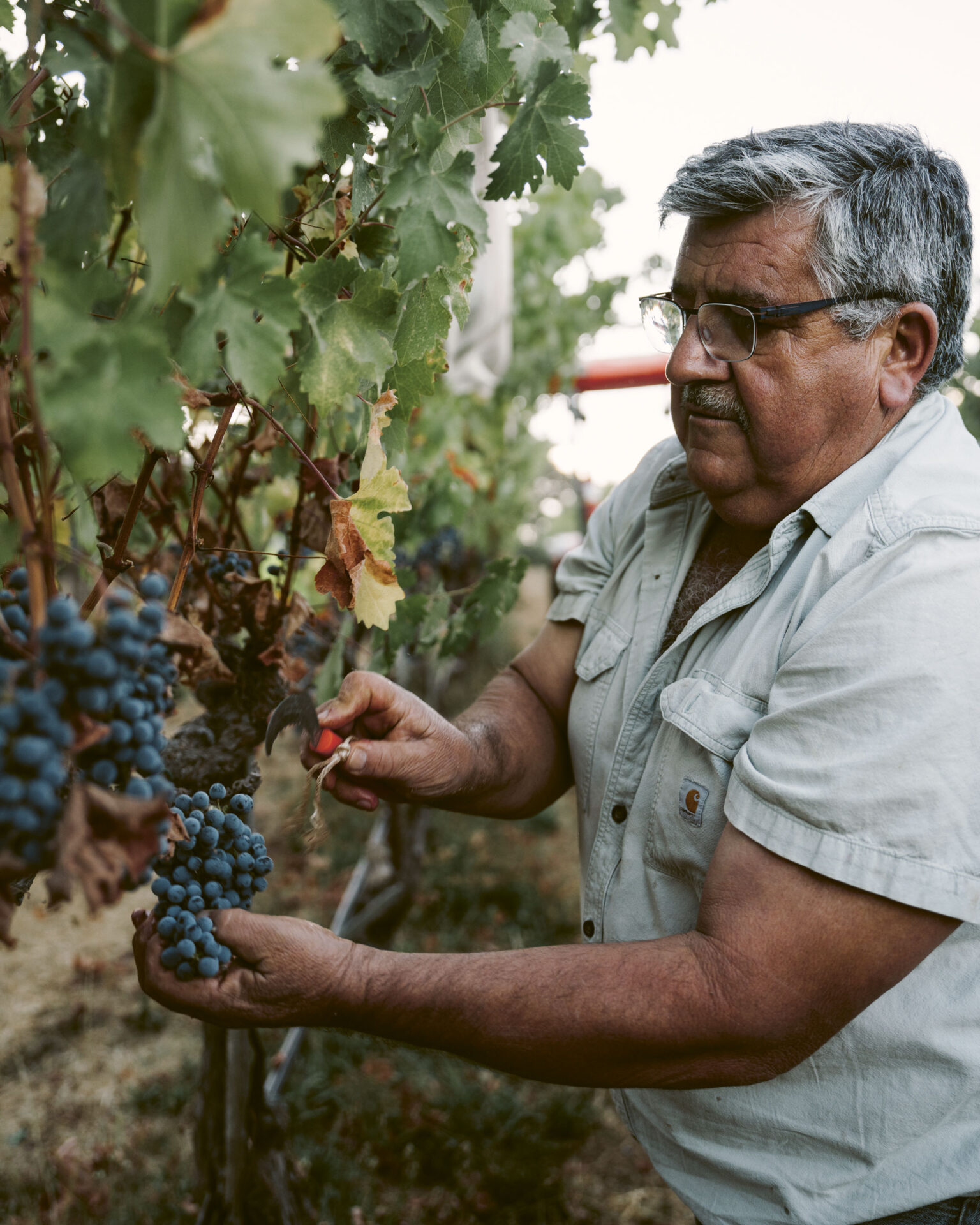 Quintessa Vineyard Manager Martin Galvan harvesting grapes from a vine