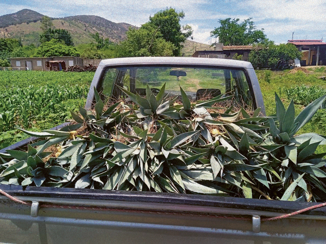 The back of a pickup truck filled with agave seedlings from SACRED in Mexico