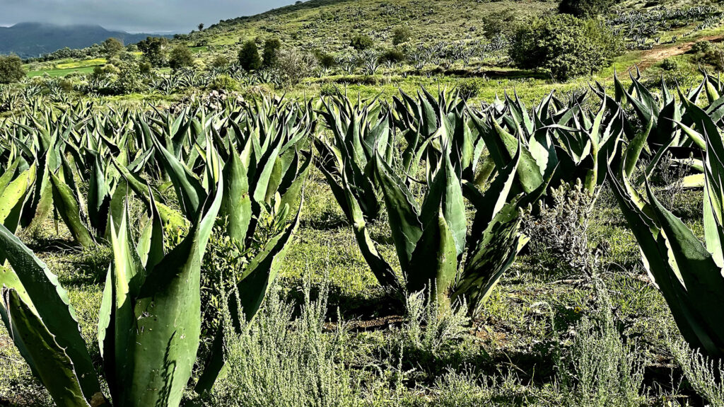 Agave-HERO-2 Photograph of wild agave plants in a lush, green field in Mexico