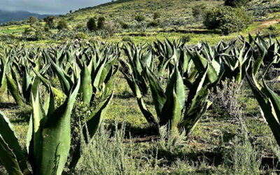In Search Of Authentic Agave