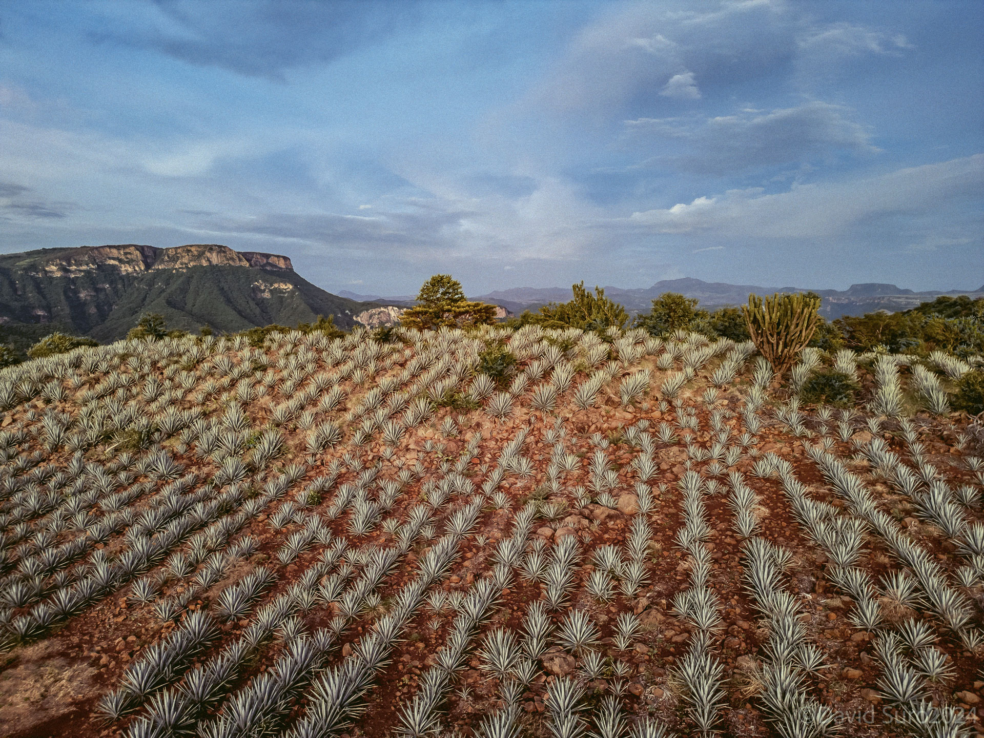 Panoramic photo of an agave plantation in Amatitán, Jalisco, Mexico
