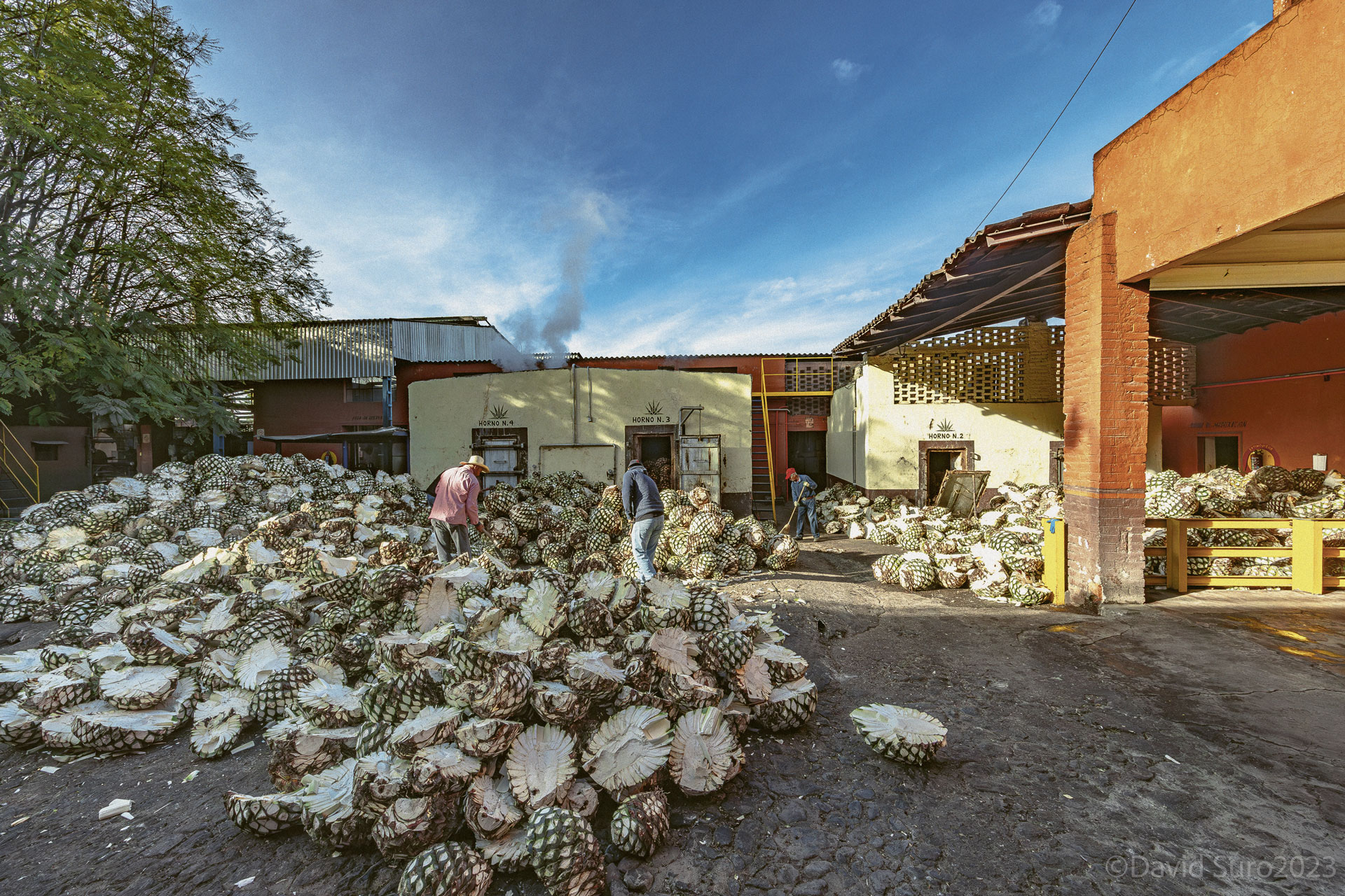 A pile of harvested agaves waiting to be cooked at Cascahuin Distillery in Mexico