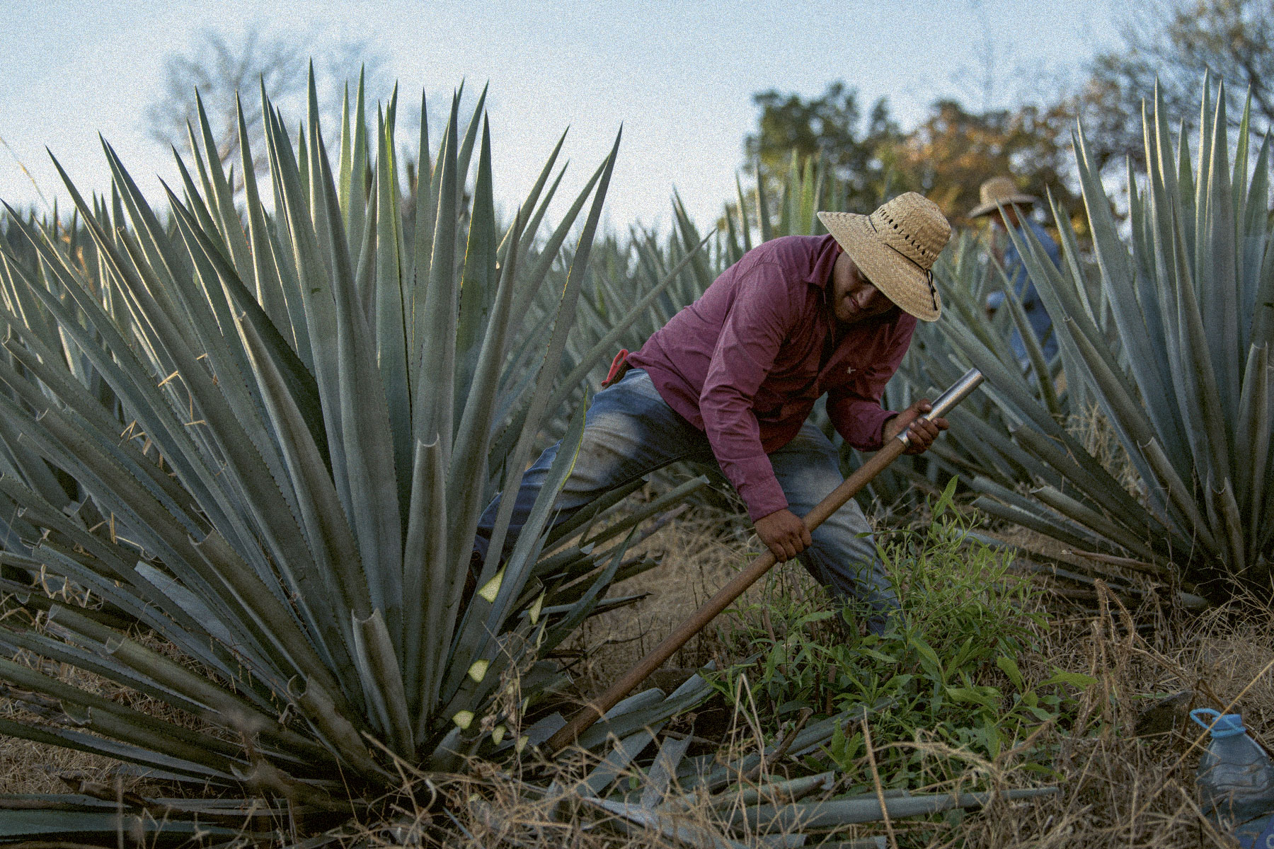 A worker in an agave field harvesting organic blue Weber agave in Jalisco for Quintaliza