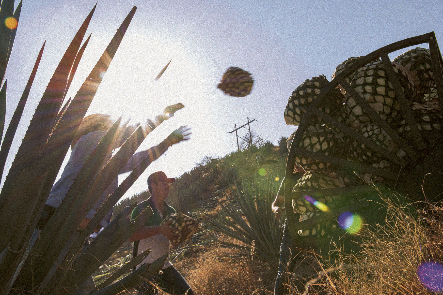 Harvesting organic blue Weber agave in Jalisco, Mexico for Quintaliza
